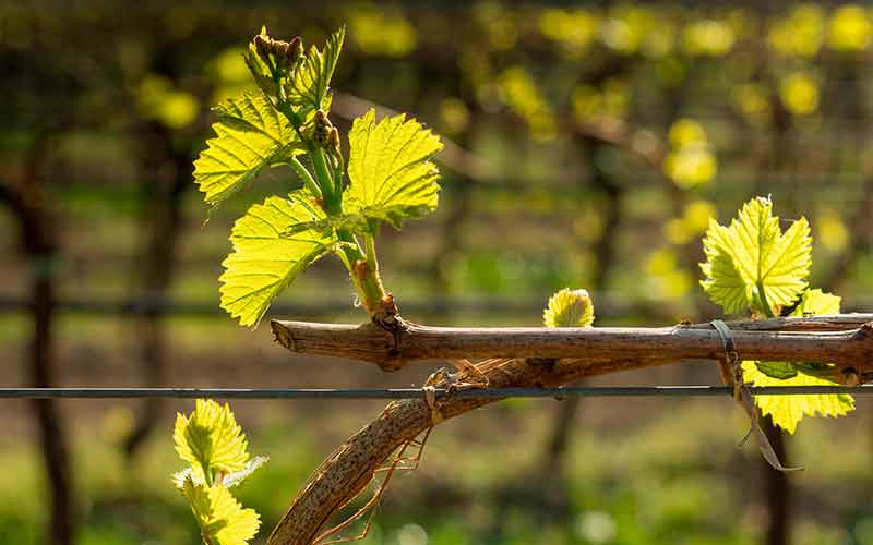 palissage-viticulture