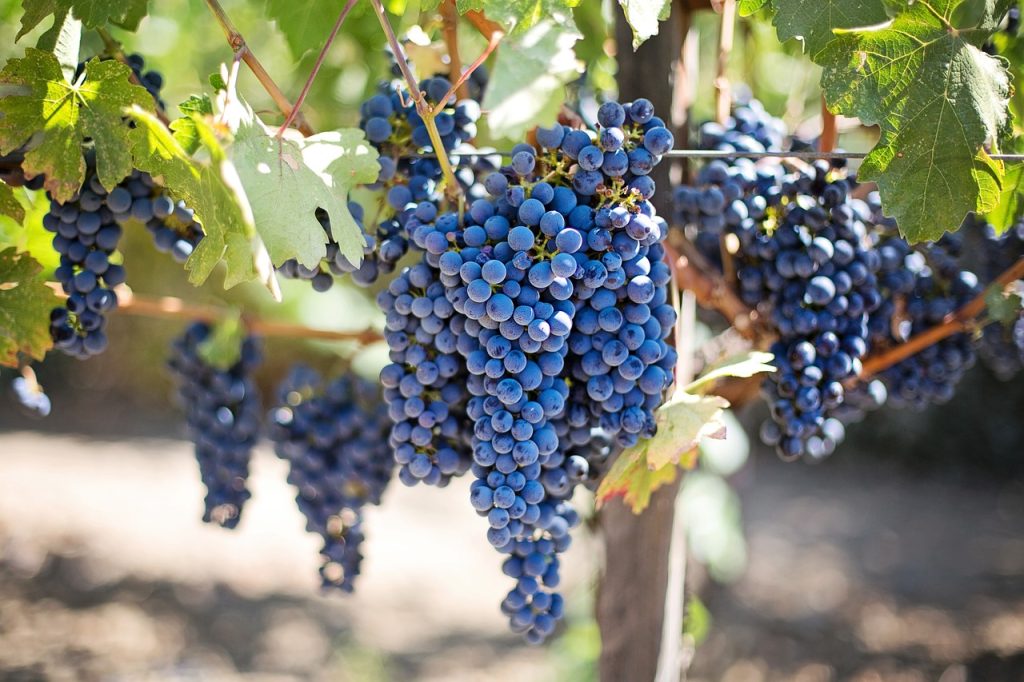 viticulture
