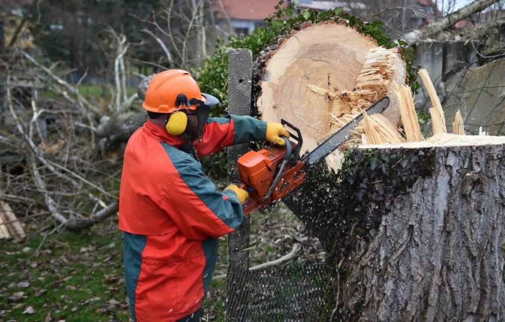 un professionnel pour l’abattage d’arbres